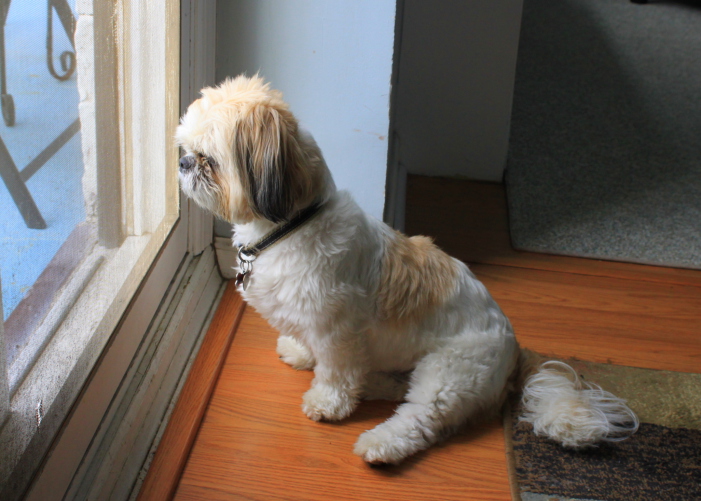 Polka Dogz Dog looking outside