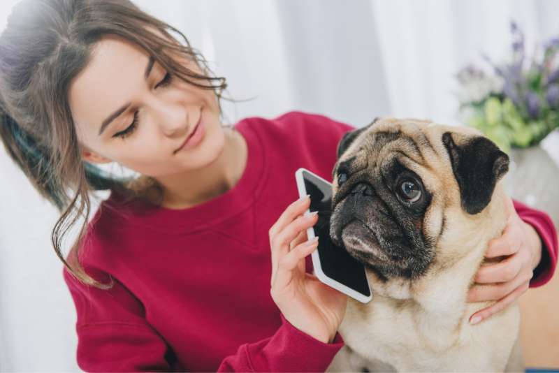 Pug on the phone