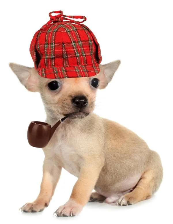 Polka Dogz Privacy Policy dog with Sherlock Holmes outfit